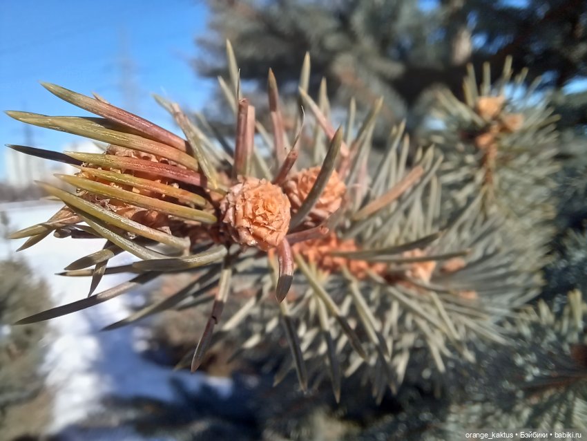 Псевдопоппи — Аналоги Барби и куклы 1/6: клоны 90
