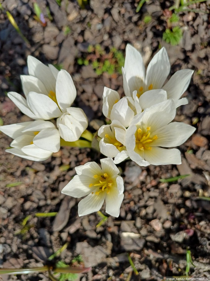 Новенькая и первая прогулка | Бэйбики Новенькая и первая прогулка