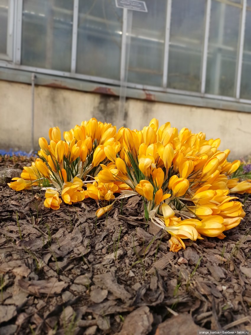 Новенькая и первая прогулка | Бэйбики Новенькая и первая прогулка