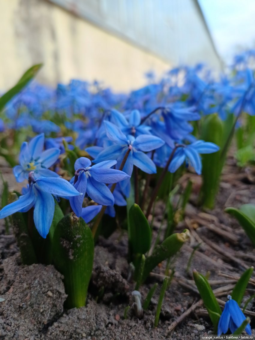 Новенькая и первая прогулка | Бэйбики Новенькая и первая прогулка (фото 4)