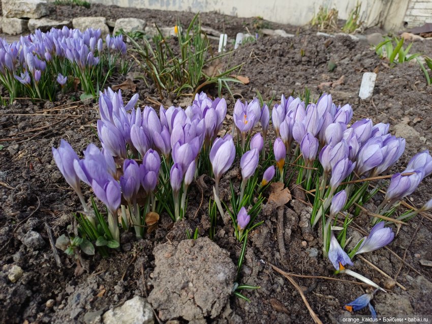 Новенькая и первая прогулка | Бэйбики Новенькая и первая прогулка