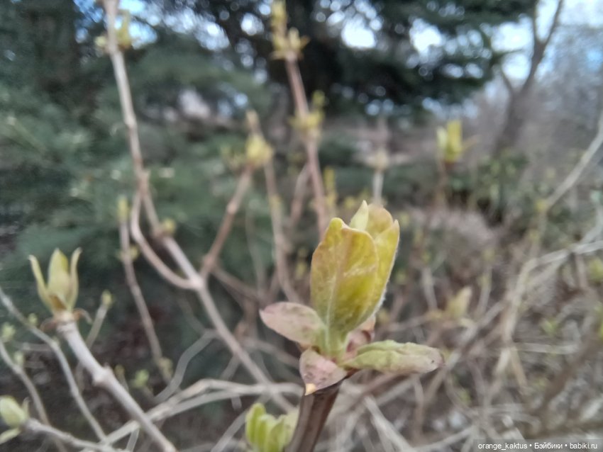 Новенькая и первая прогулка | Бэйбики Новенькая и первая прогулка (фото 8)