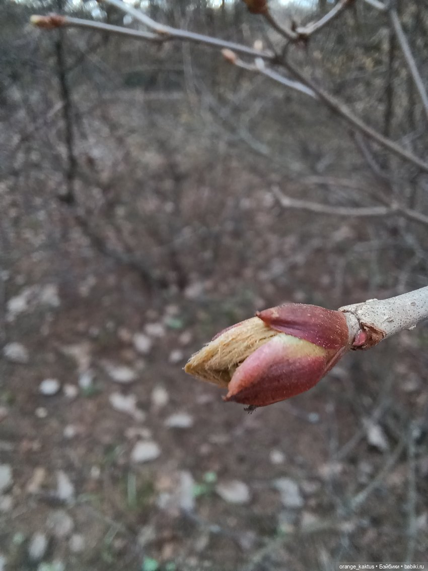 Как Ксианка в Ботанический сад ходила | Бэйбики Как Ксианка в Ботанический сад ходила (фото 3)