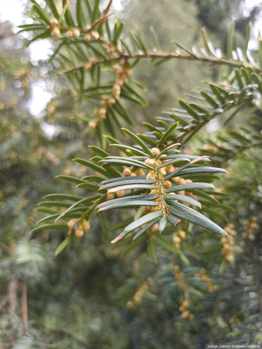 Как Ксианка в Ботанический сад ходила | Бэйбики Как Ксианка в Ботанический сад ходила