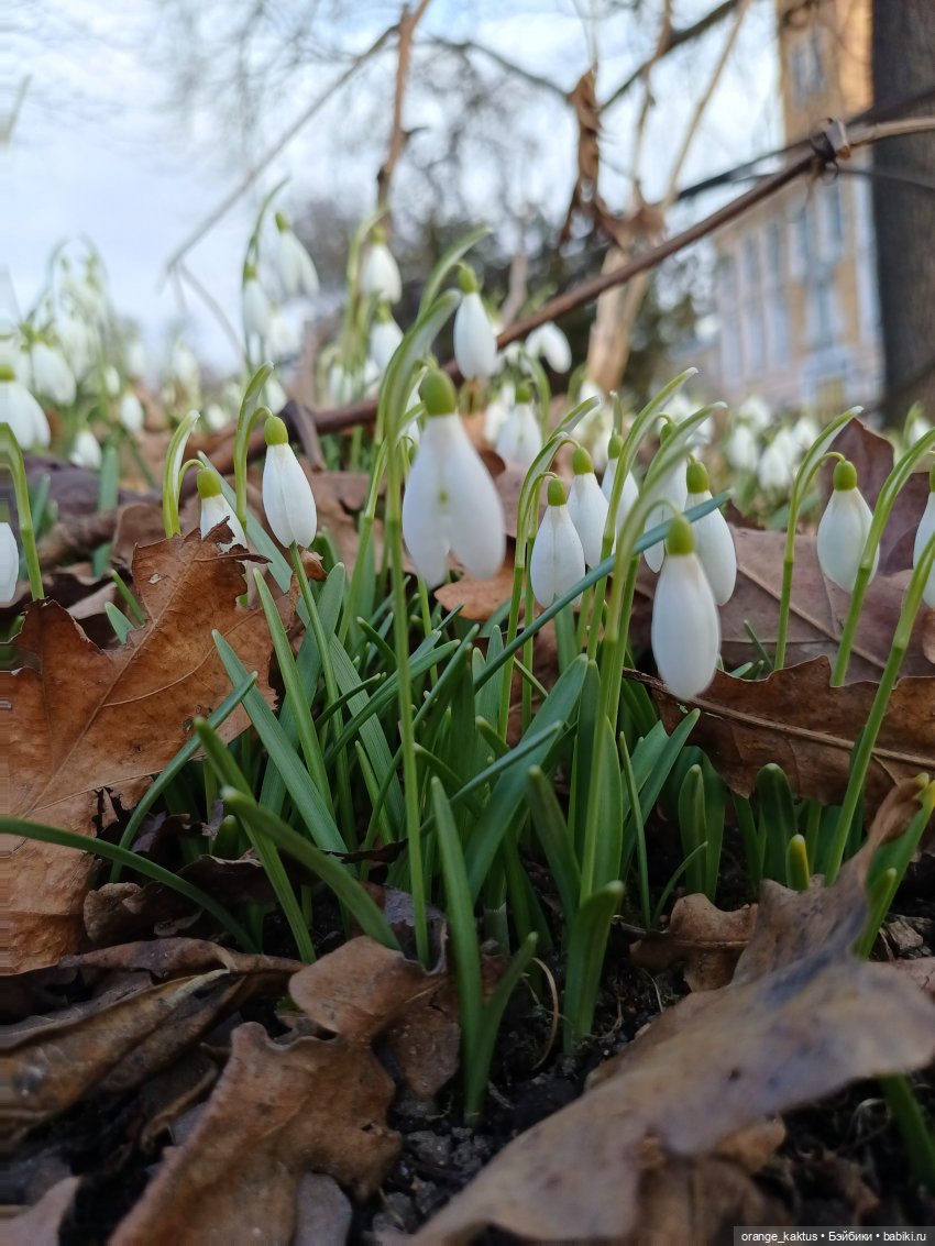 Как Ксианка в Ботанический сад ходила | Бэйбики Как Ксианка в Ботанический сад ходила