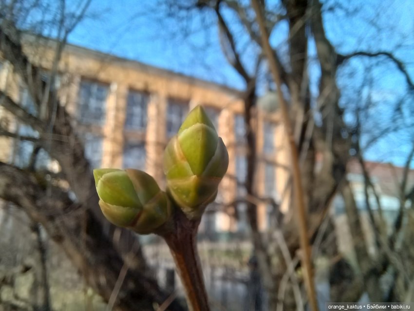 Как Ксианка в Ботанический сад ходила | Бэйбики Как Ксианка в Ботанический сад ходила