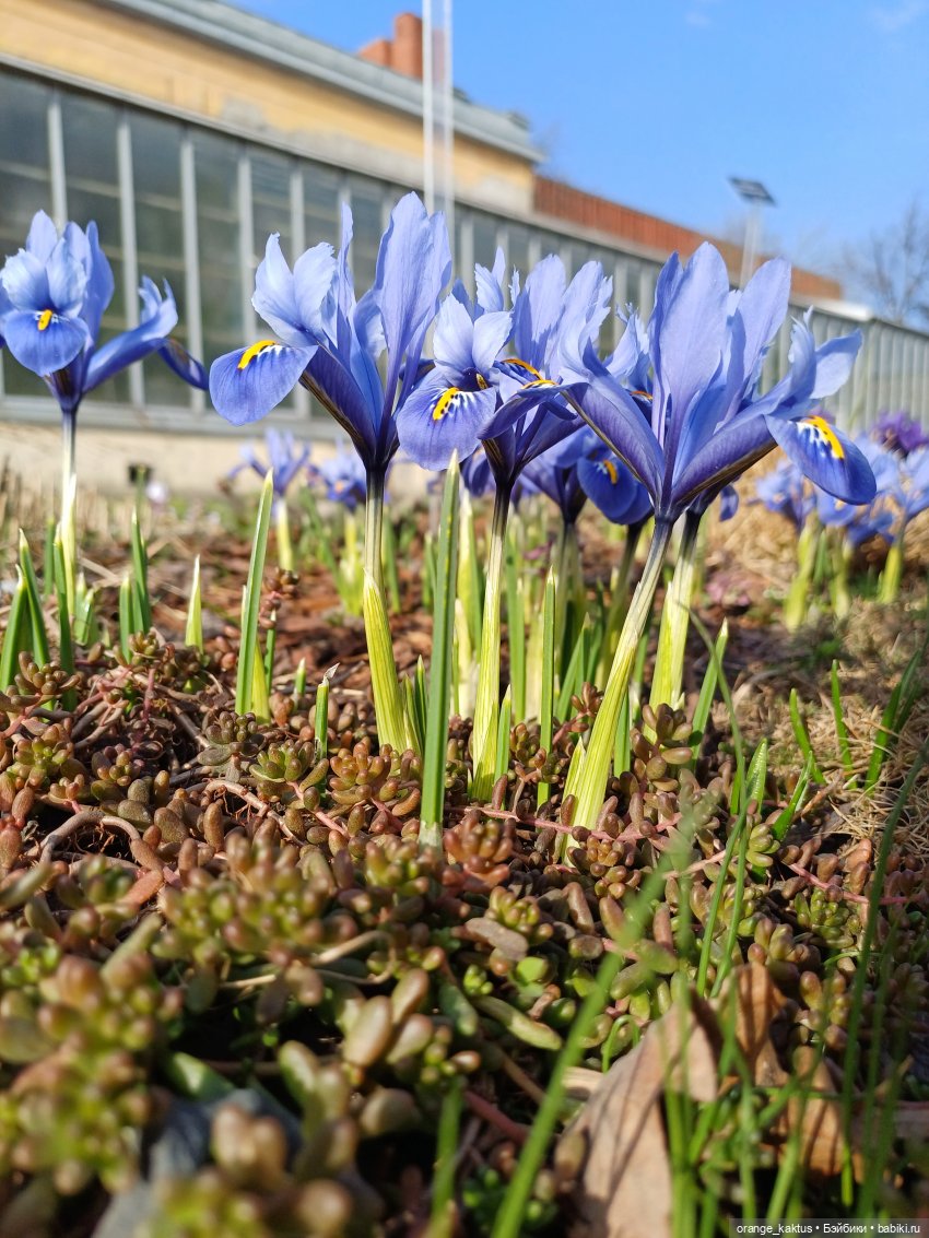 Как Ксианка в Ботанический сад ходила | Бэйбики Как Ксианка в Ботанический сад ходила