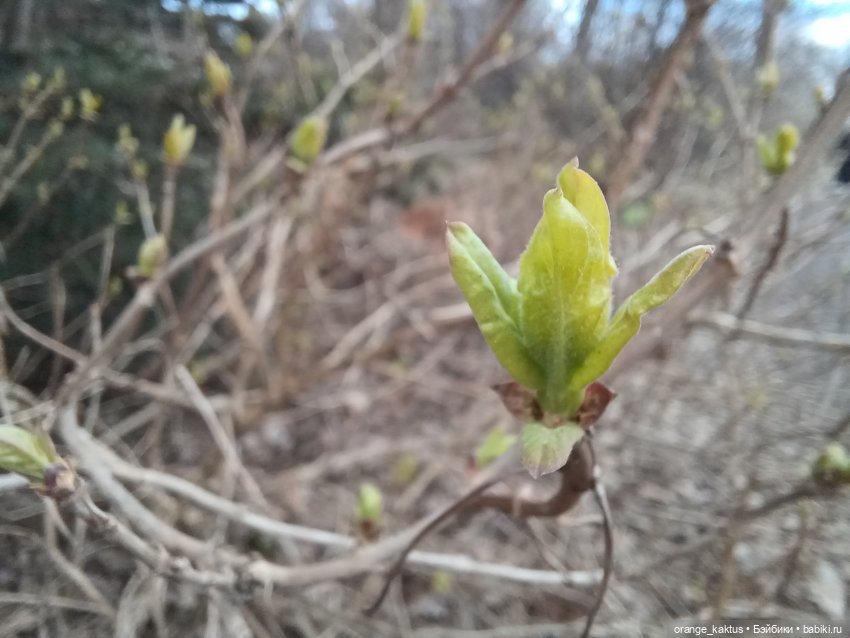 Как Ксианка в Ботанический сад ходила | Бэйбики Как Ксианка в Ботанический сад ходила (фото 7)