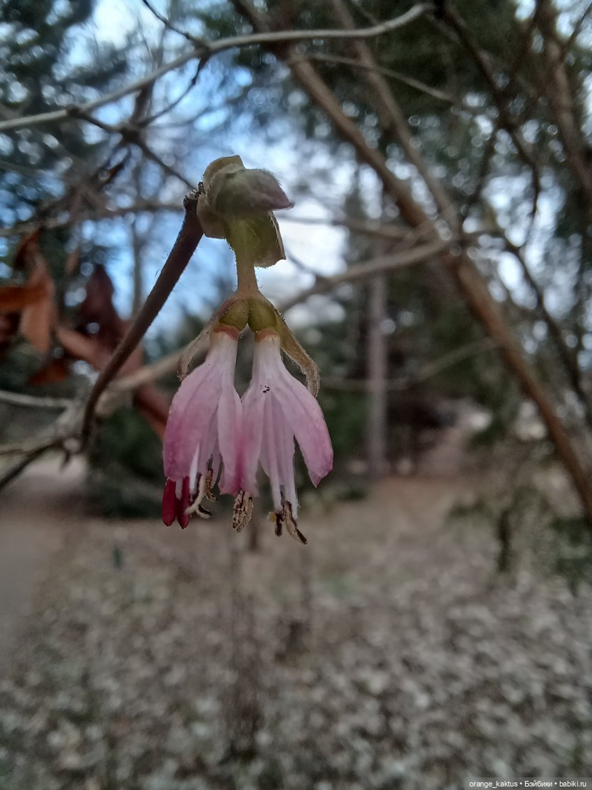 Как Ксианка в Ботанический сад ходила | Бэйбики Как Ксианка в Ботанический сад ходила (фото 9)
