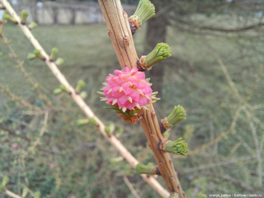 Барби Императрица драконов
