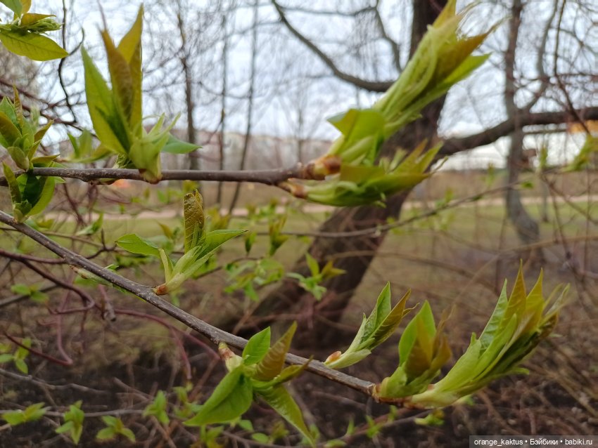 Барби Императрица драконов (фото 5)