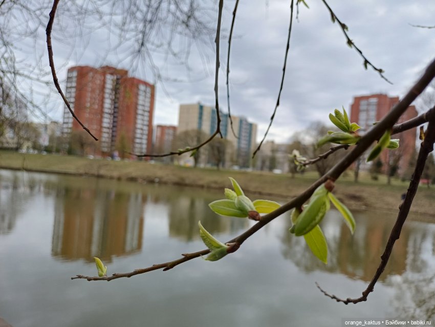 Очень зеленая весна — Аналоги Барби и куклы 1/6: клоны 90 (фото 5)