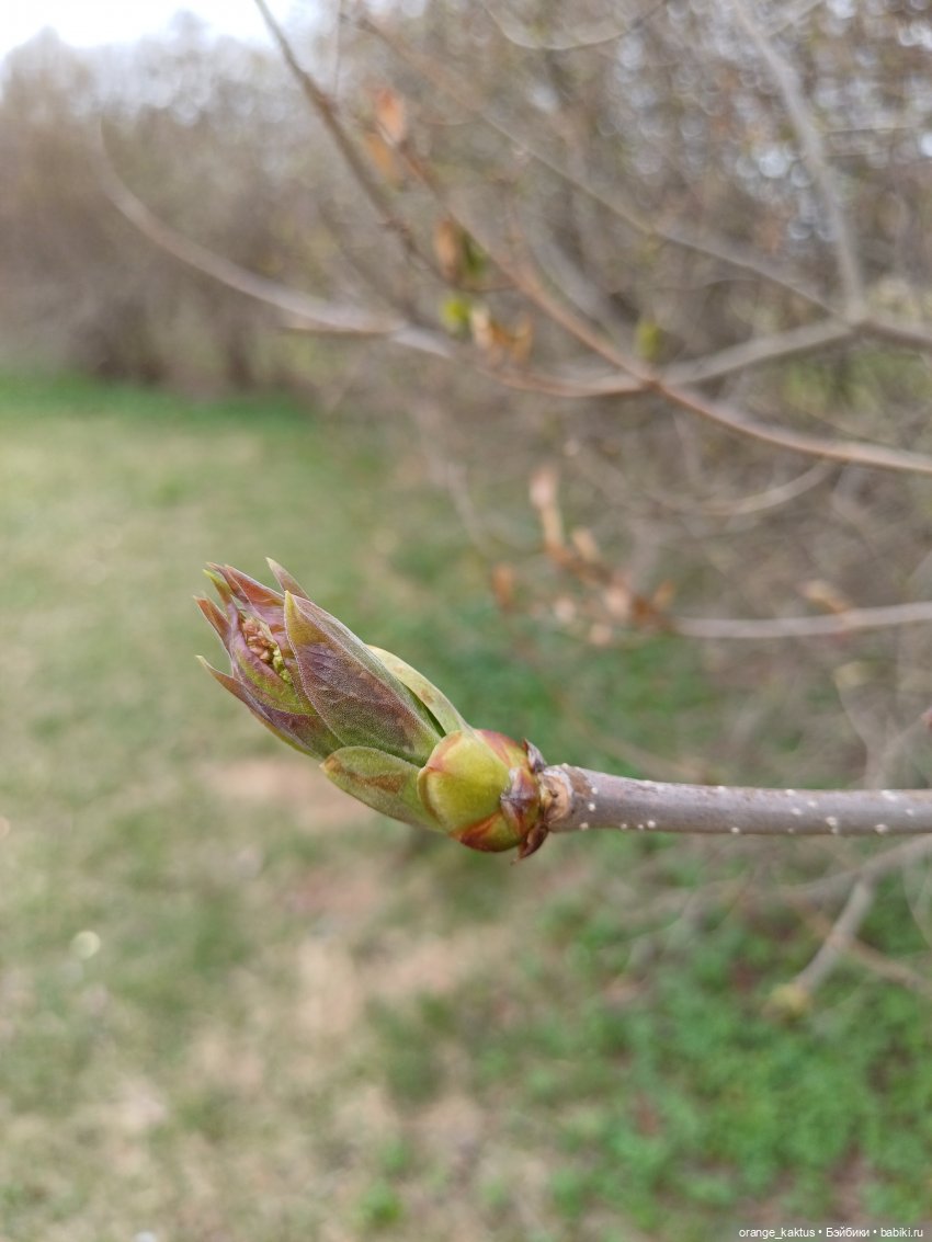 Очень зеленая весна — Аналоги Барби и куклы 1/6: клоны 90