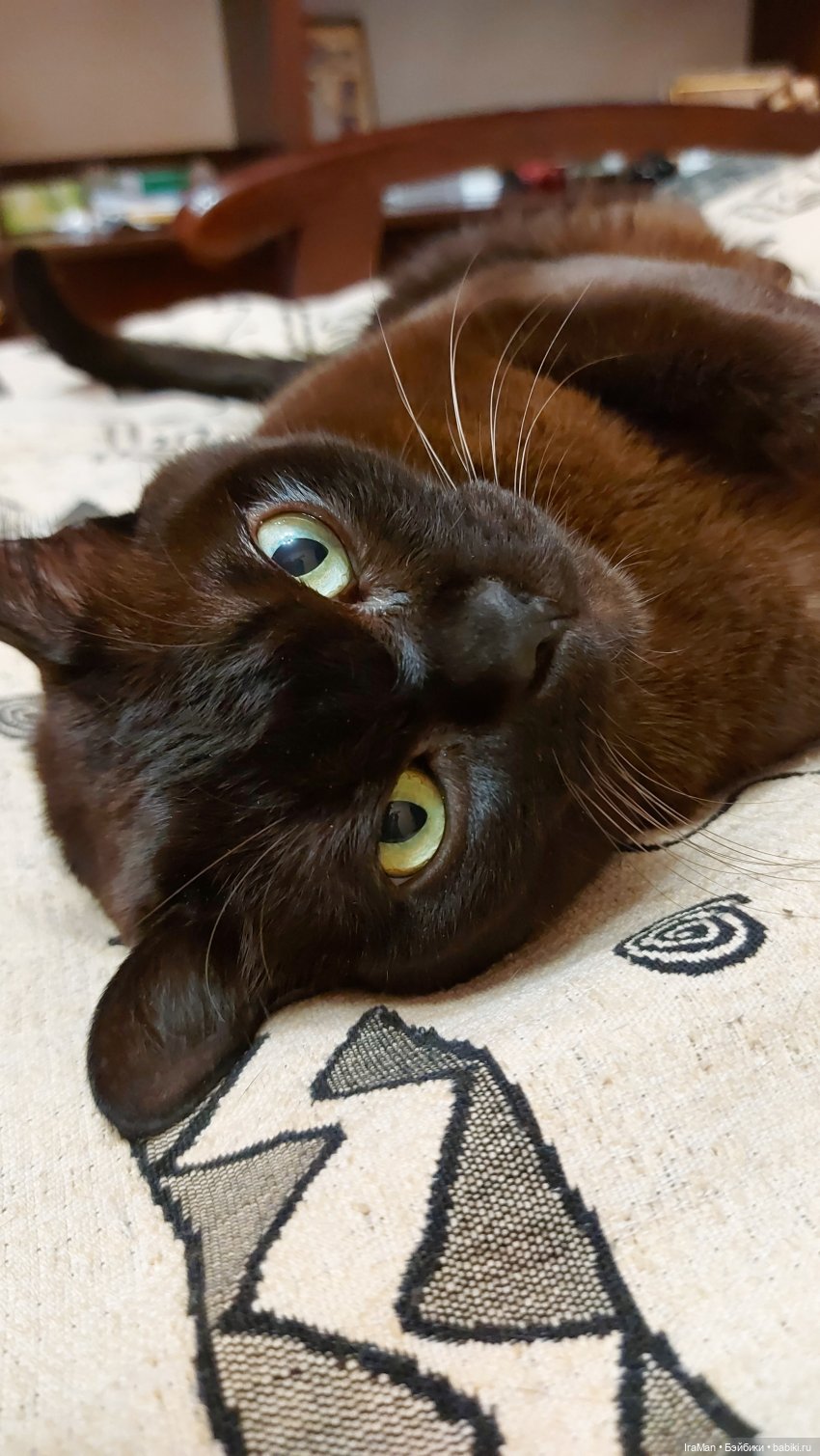 Как я Вас понимаю, Бурмы лучшие, со мной уже 10 живет такое чудо)