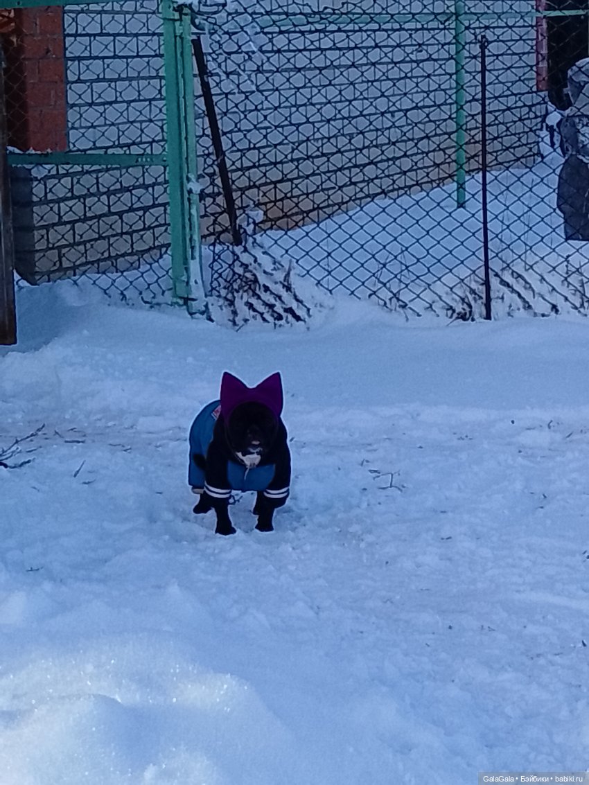 Новогоднее настроение — Куклы Pullip (Пуллип) (фото 4)