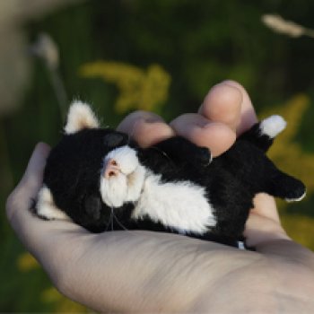 Котики /ᐠ_ ꞈ _ᐟ\