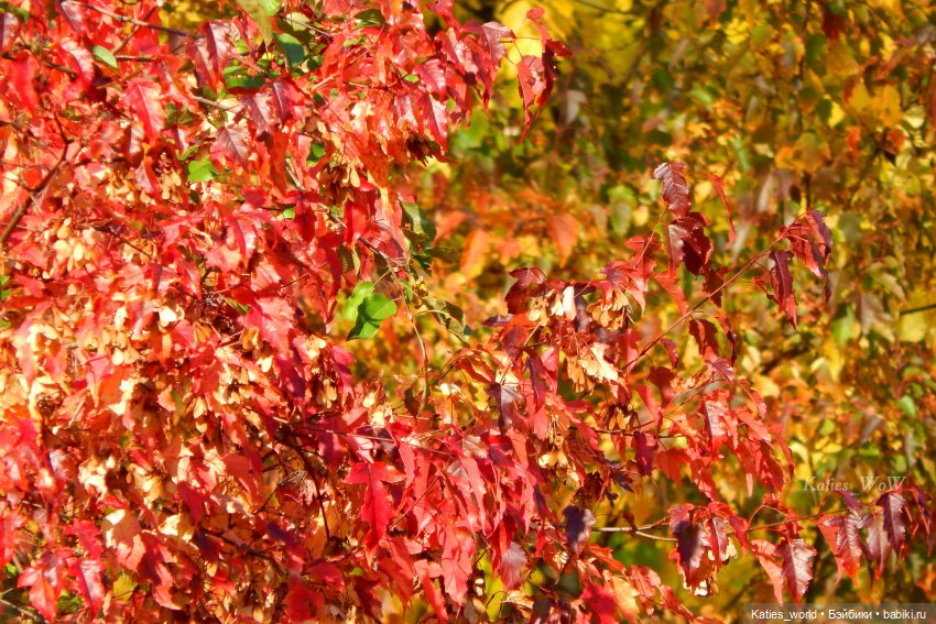 Осенняя пора — Куклы Baboliy (Баболи (фото 3)