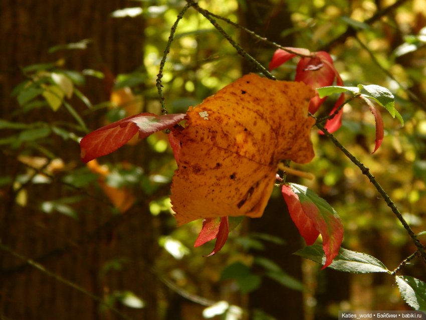 Осенняя пора — Куклы Baboliy (Баболи (фото 2)