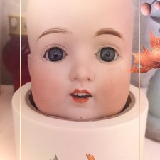 Помогите опознать куколку