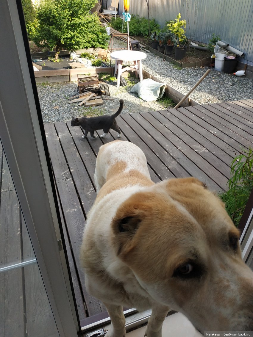 Это Тор и Пурик:)