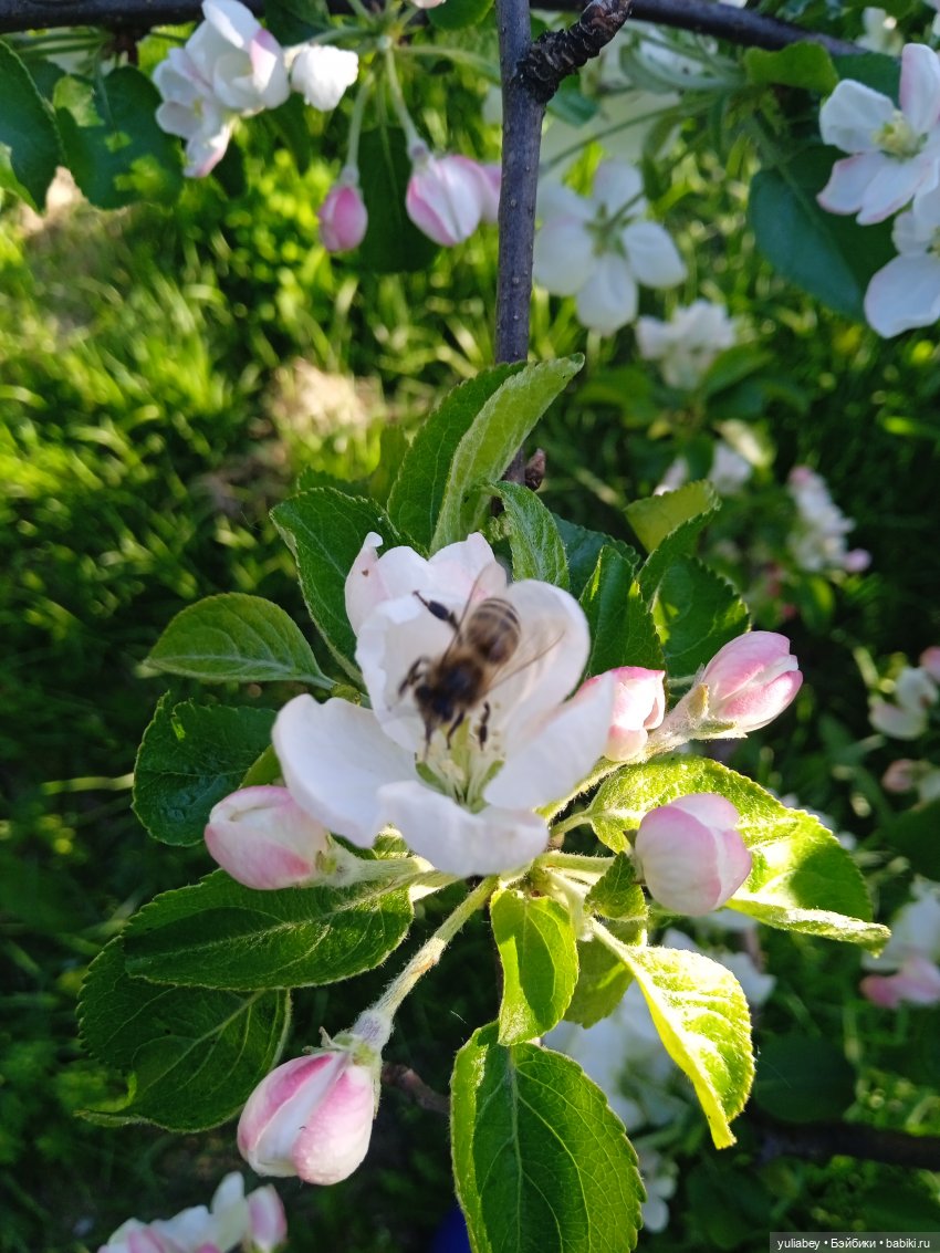 Куклогорск. Девочка и цветы 🌼 (фото 7)