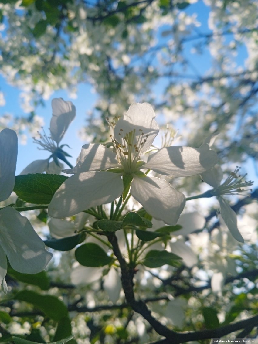 Куклогорск. Девочка и цветы 🌼 (фото 3)