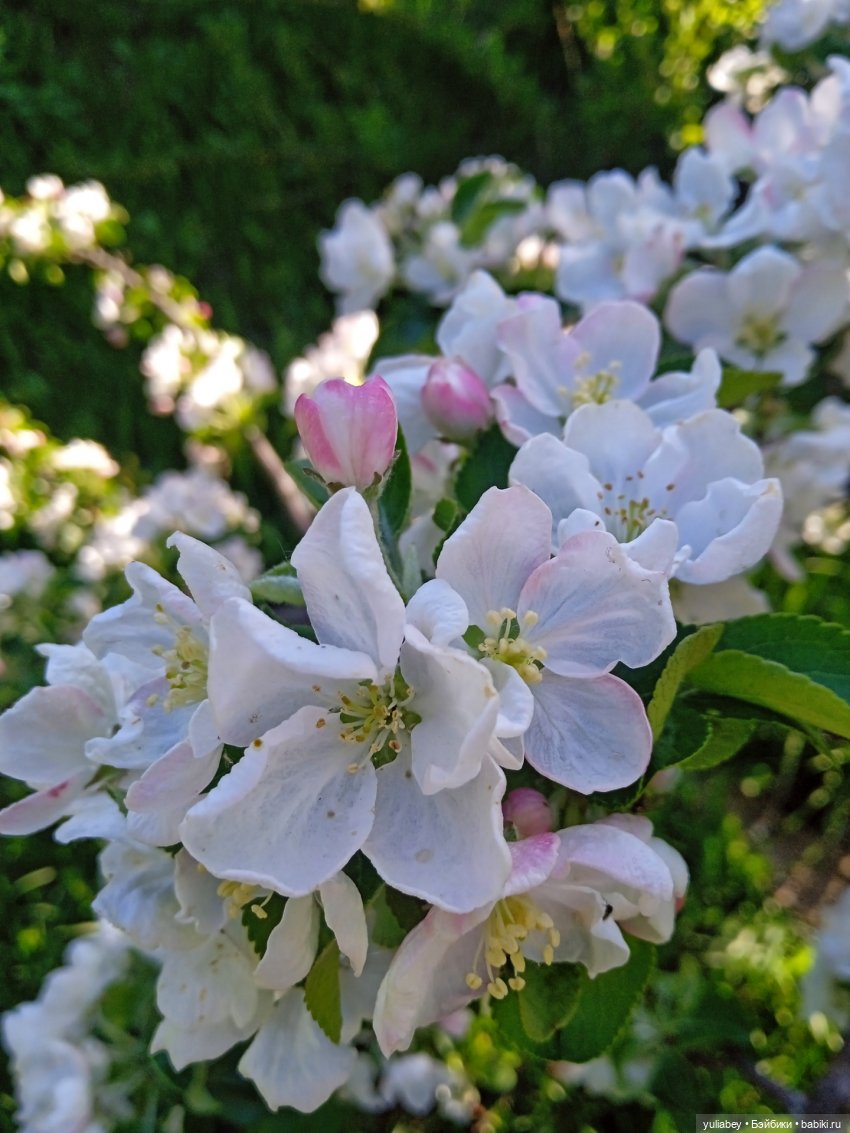 Куклогорск. Девочка и цветы 🌼