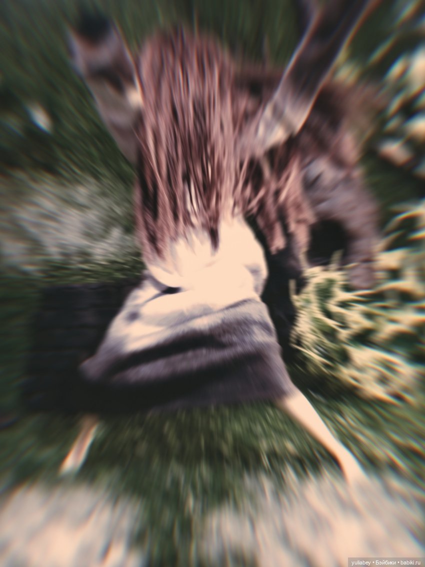 АвгустФест. Куклогорск. Звонок ☢️🔔