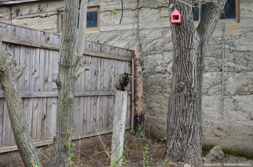 Бист фореве 🤡 "Как мы проводим время в посёлке у родителей" (фото 9)