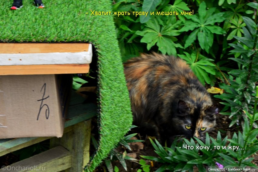 Бист фореве 🤡 "Как мы проводим время в посёлке у родителей"