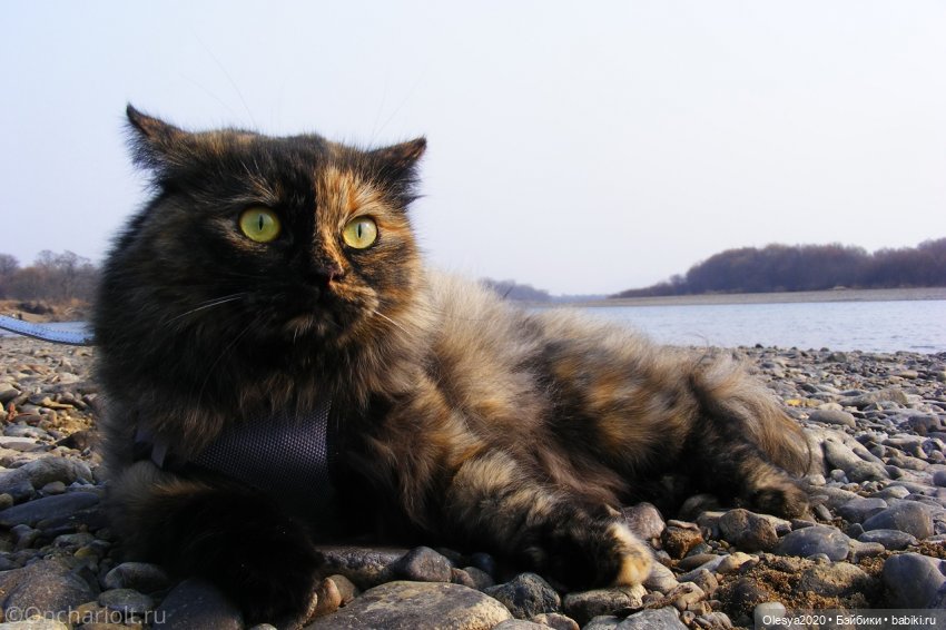 Бист фореве 🤡 "Как мы проводим время в посёлке у родителей" (фото 4)