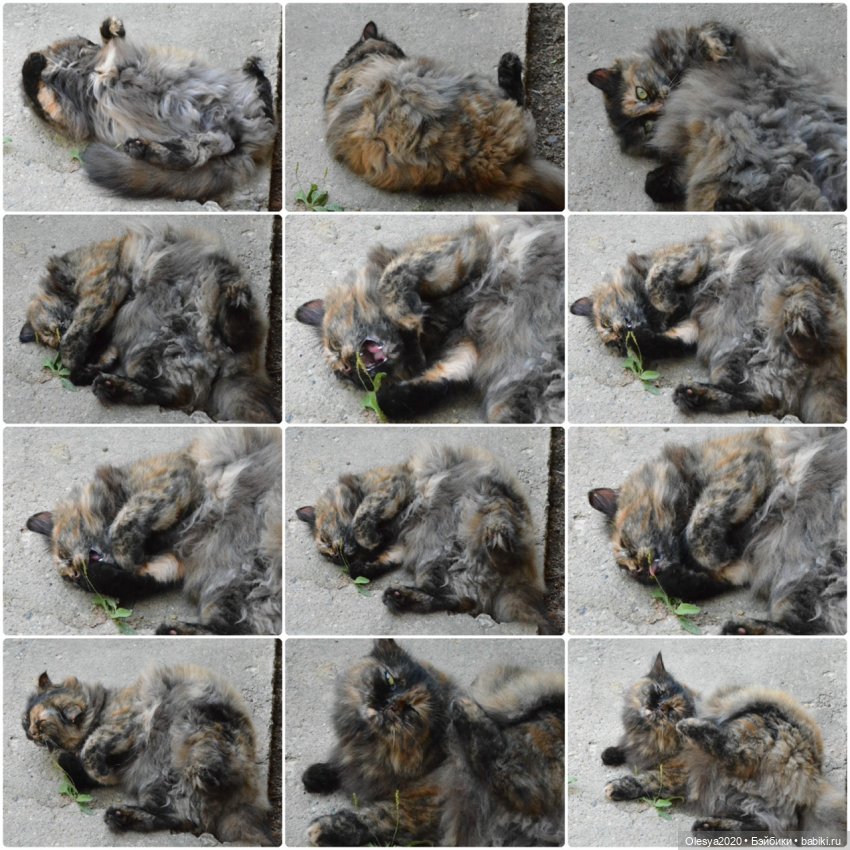 Бист фореве 🤡 "Как мы проводим время в посёлке у родителей" (фото 5)