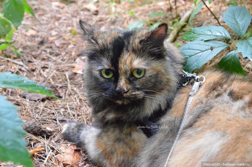 Бист фореве 🤡 "Как мы проводим время в посёлке у родителей" (фото 7)