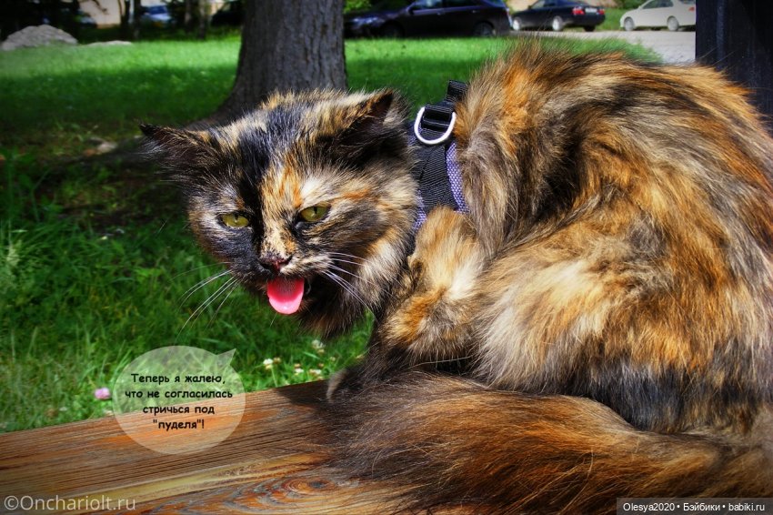 Бист фореве 🤡 "Как мы проводим время в посёлке у родителей" (фото 2)