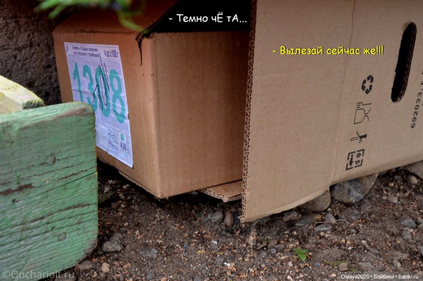 Бист фореве 🤡 "Как мы проводим время в посёлке у родителей"