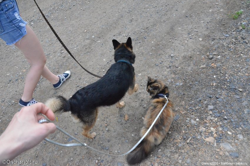 Бист фореве 🤡 "Как мы проводим время в посёлке у родителей" (фото 8)