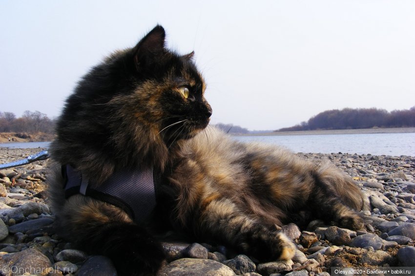 Бист фореве 🤡 "Как мы проводим время в посёлке у родителей" (фото 3)