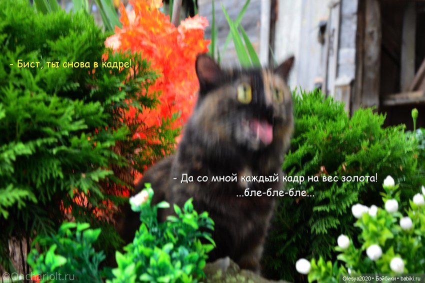 Бист фореве 🤡 "Как мы проводим время в посёлке у родителей"