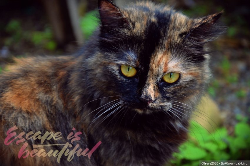 Бист фореве 🤡 "Как мы проводим время в посёлке у родителей"