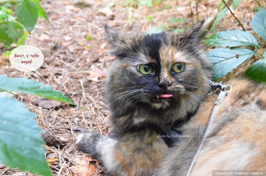 Бист фореве 🤡 "Как мы проводим время в посёлке у родителей" (фото 6)