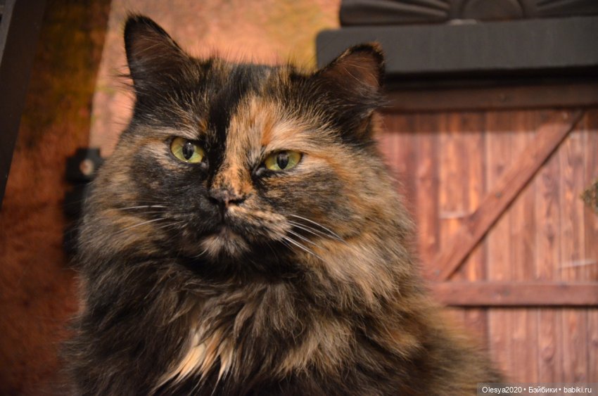 Навалилось "ОГО-ГО" часть 3 (типа новогодняя) ❄