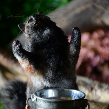 Ода несчастного котика 😭