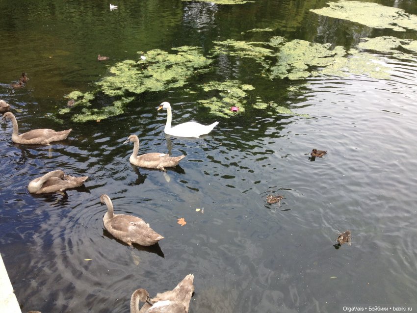 Знакомство с Лондоном часть 9 (фото 8)