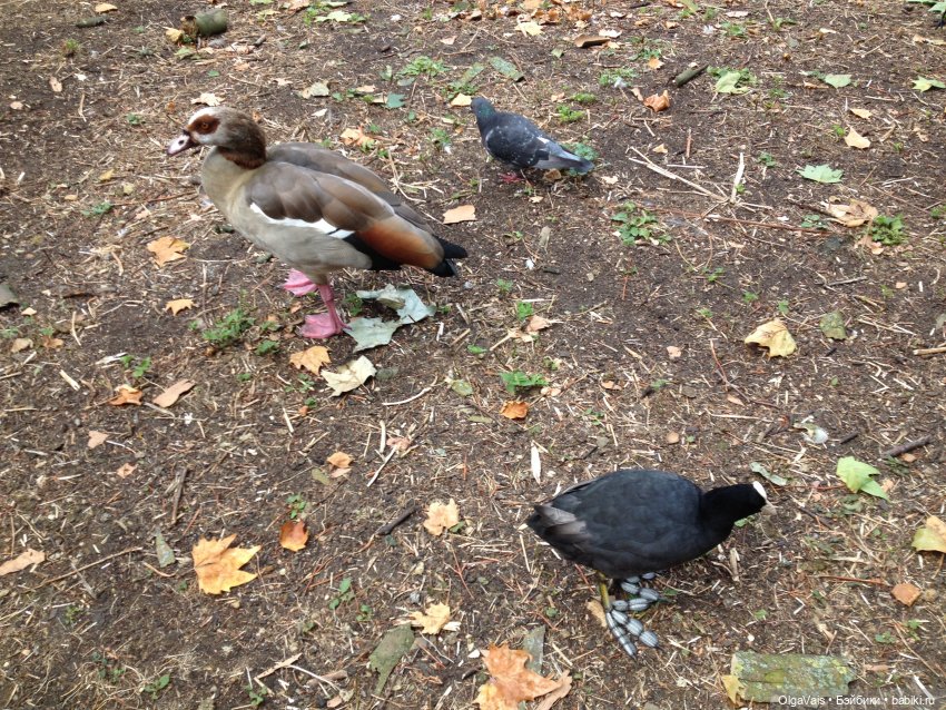 Знакомство с Лондоном часть 9 (фото 10)