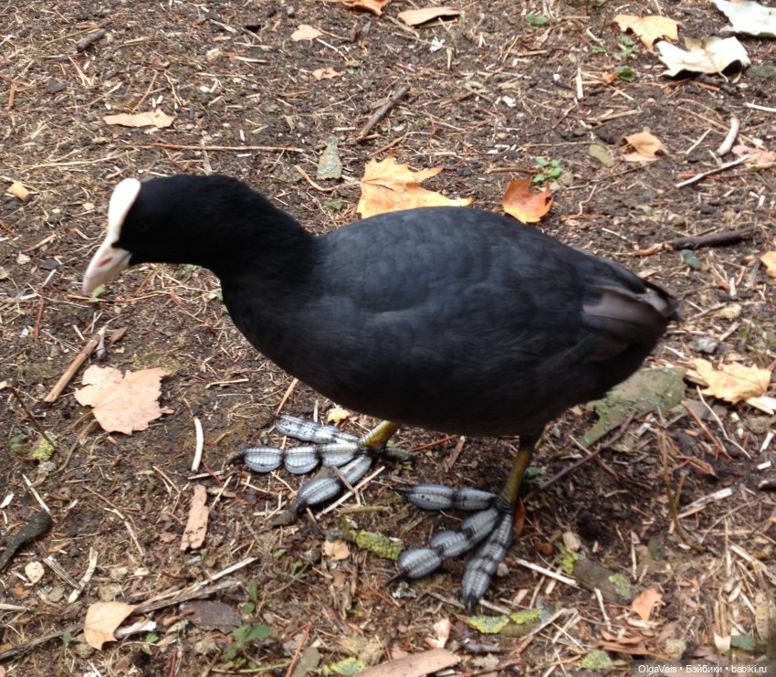 Знакомство с Лондоном часть 9 (фото 9)