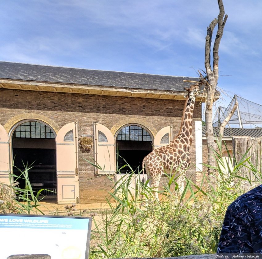 Знакомство с Лондоном, часть 11 (фото 4)