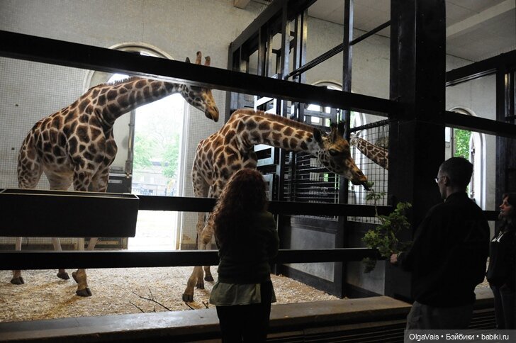 Знакомство с Лондоном, часть 11 (фото 5)