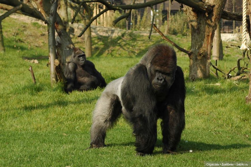 Знакомство с Лондоном, часть 11 (фото 9)