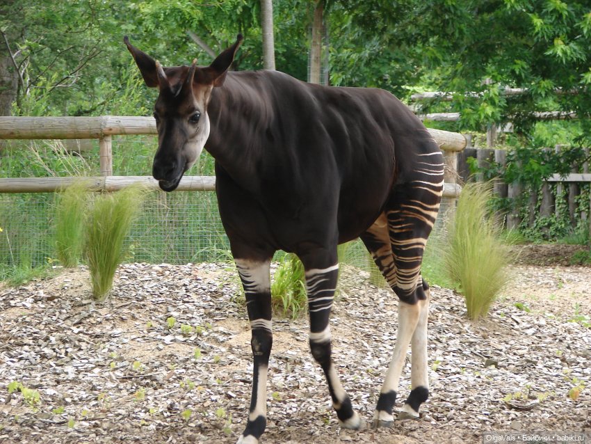 Знакомство с Лондоном, часть 11 (фото 6)