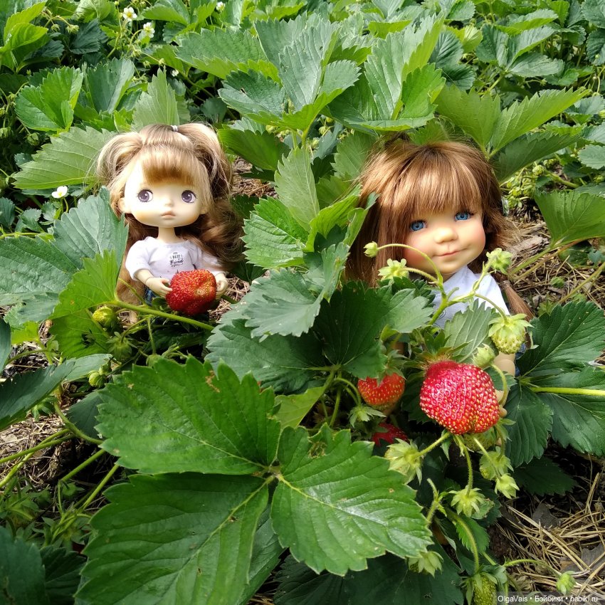 Ягодная охота — Болталка и разговоры обо всем: жизнь (фото 3)